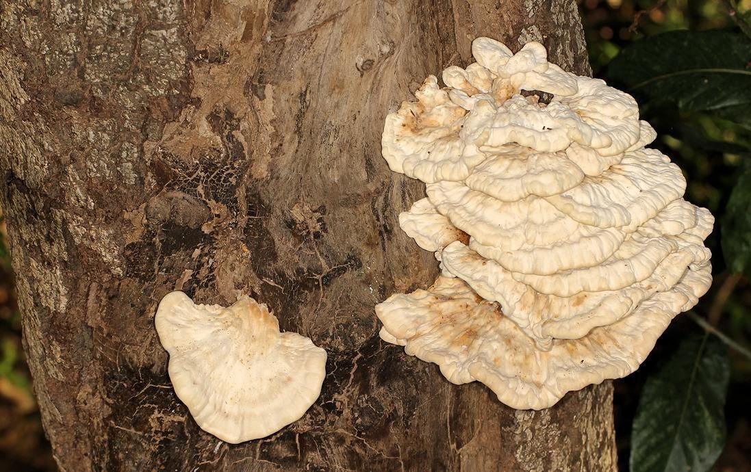Pseudophaeolus baudonii