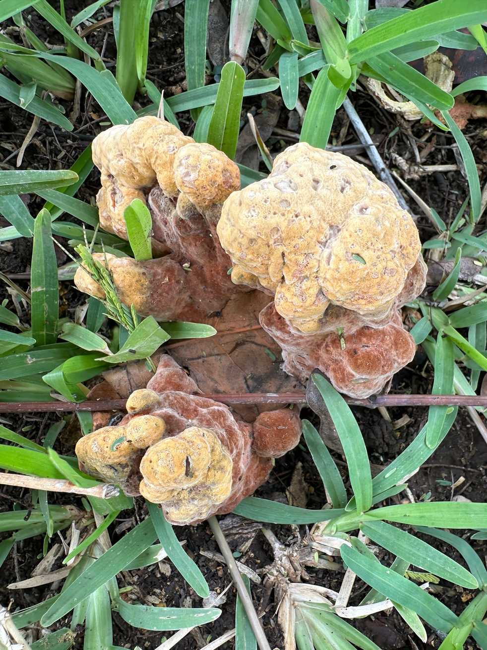 Pseudophaeolus baudonii