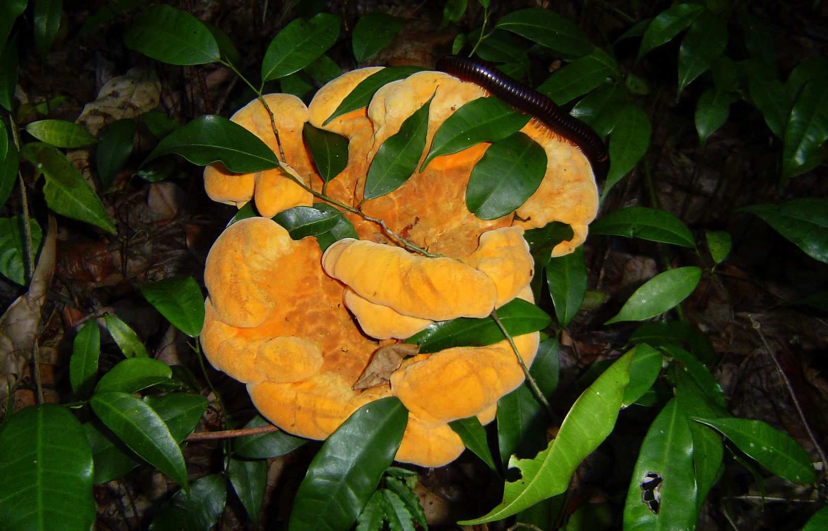 Pseudophaeolus baudonii
