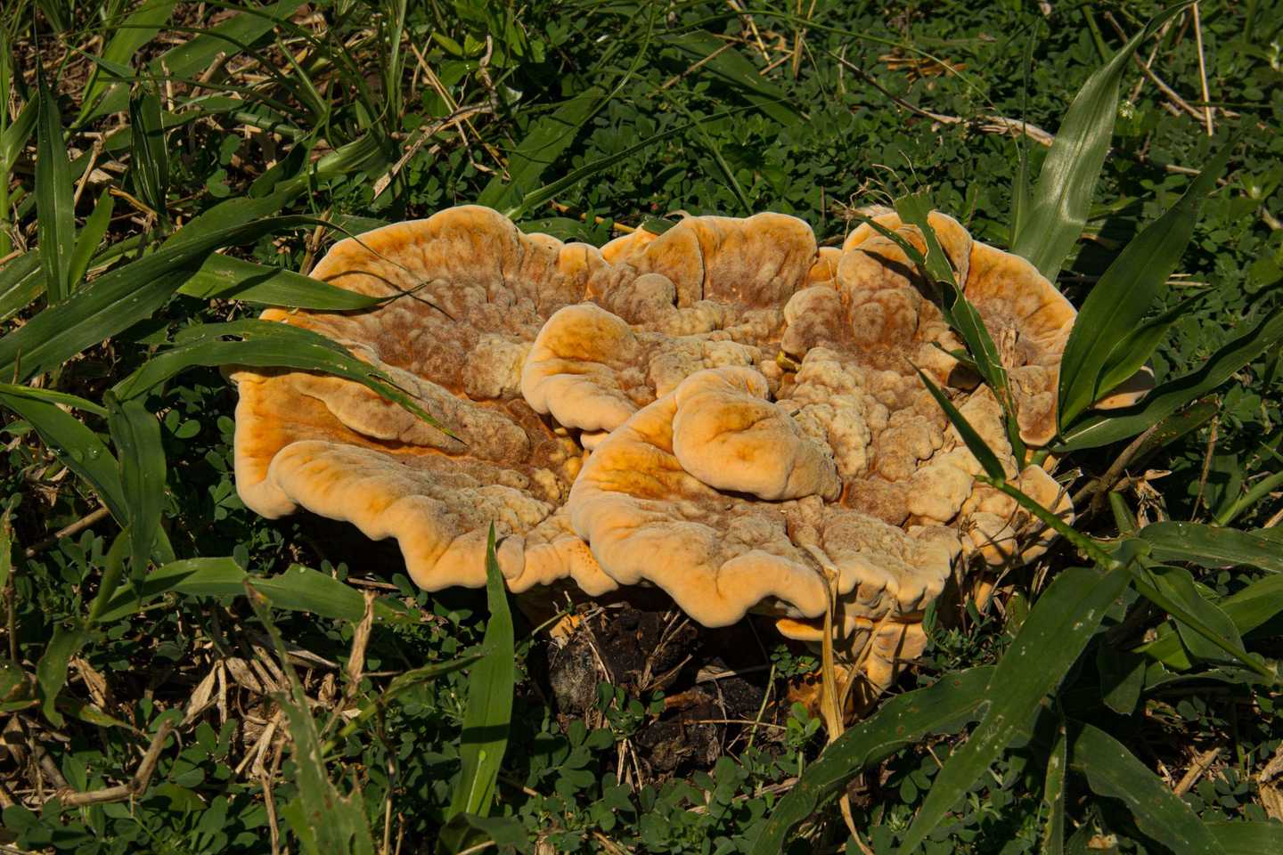 Pseudophaeolus baudonii