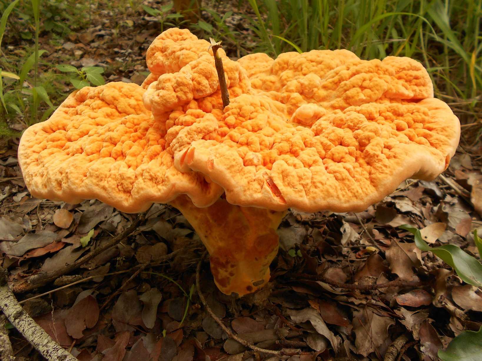 Pseudophaeolus baudonii