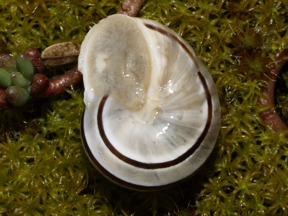 Iberus splendidus