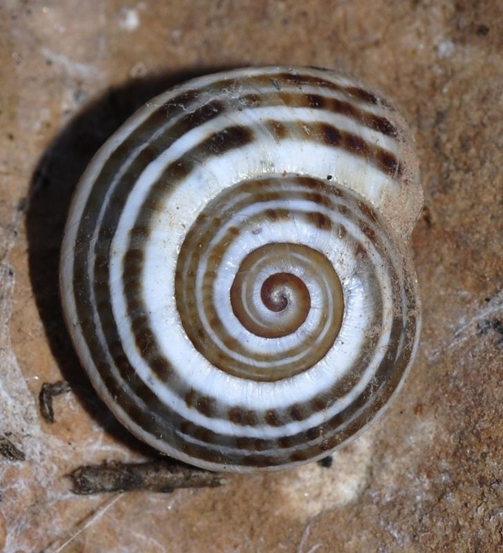 Iberus splendidus