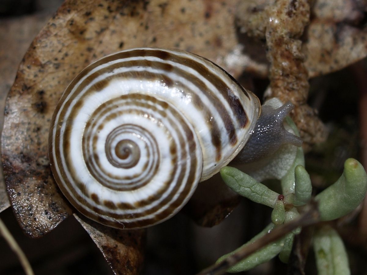 Iberus splendidus