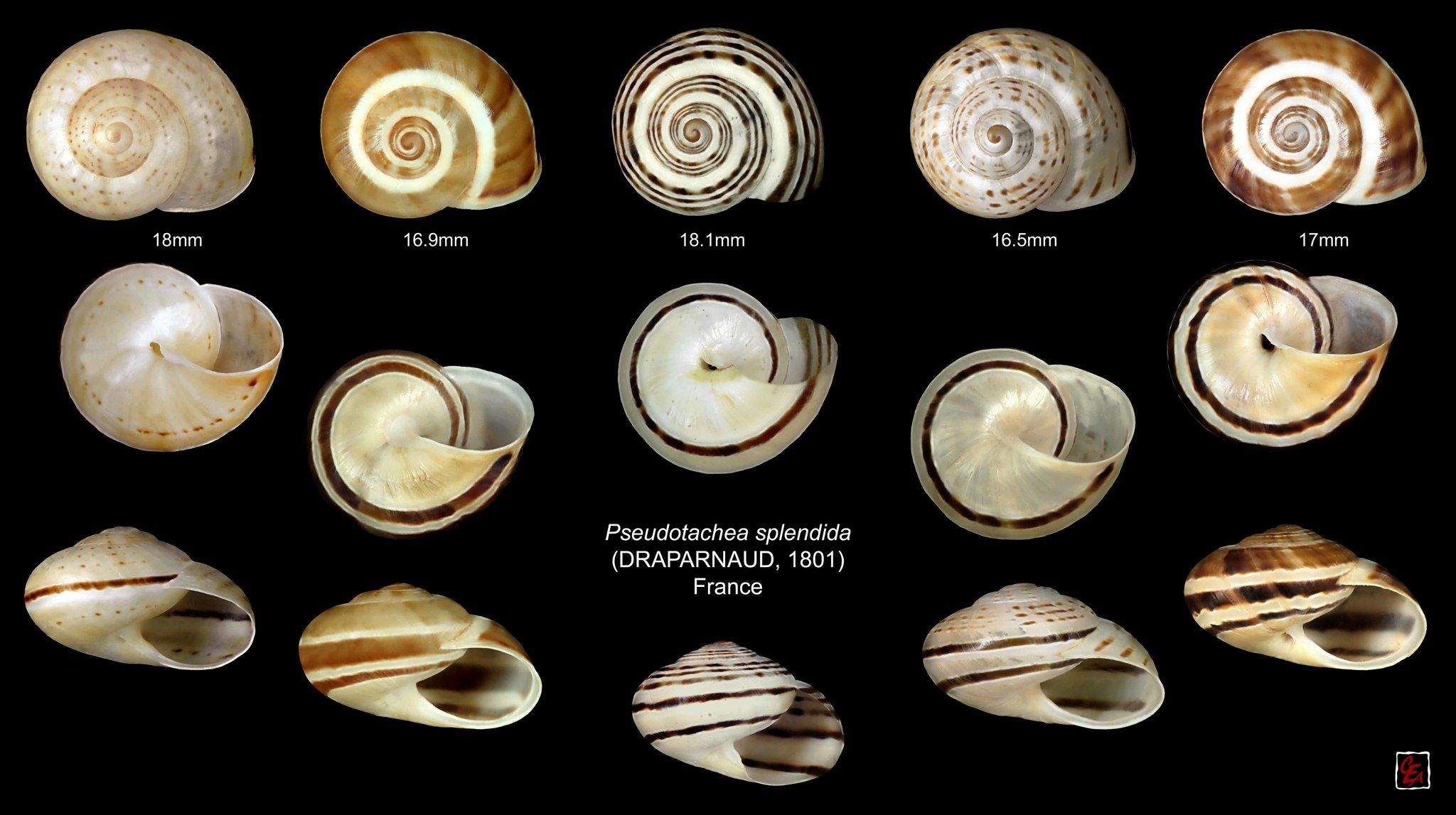 Iberus splendidus