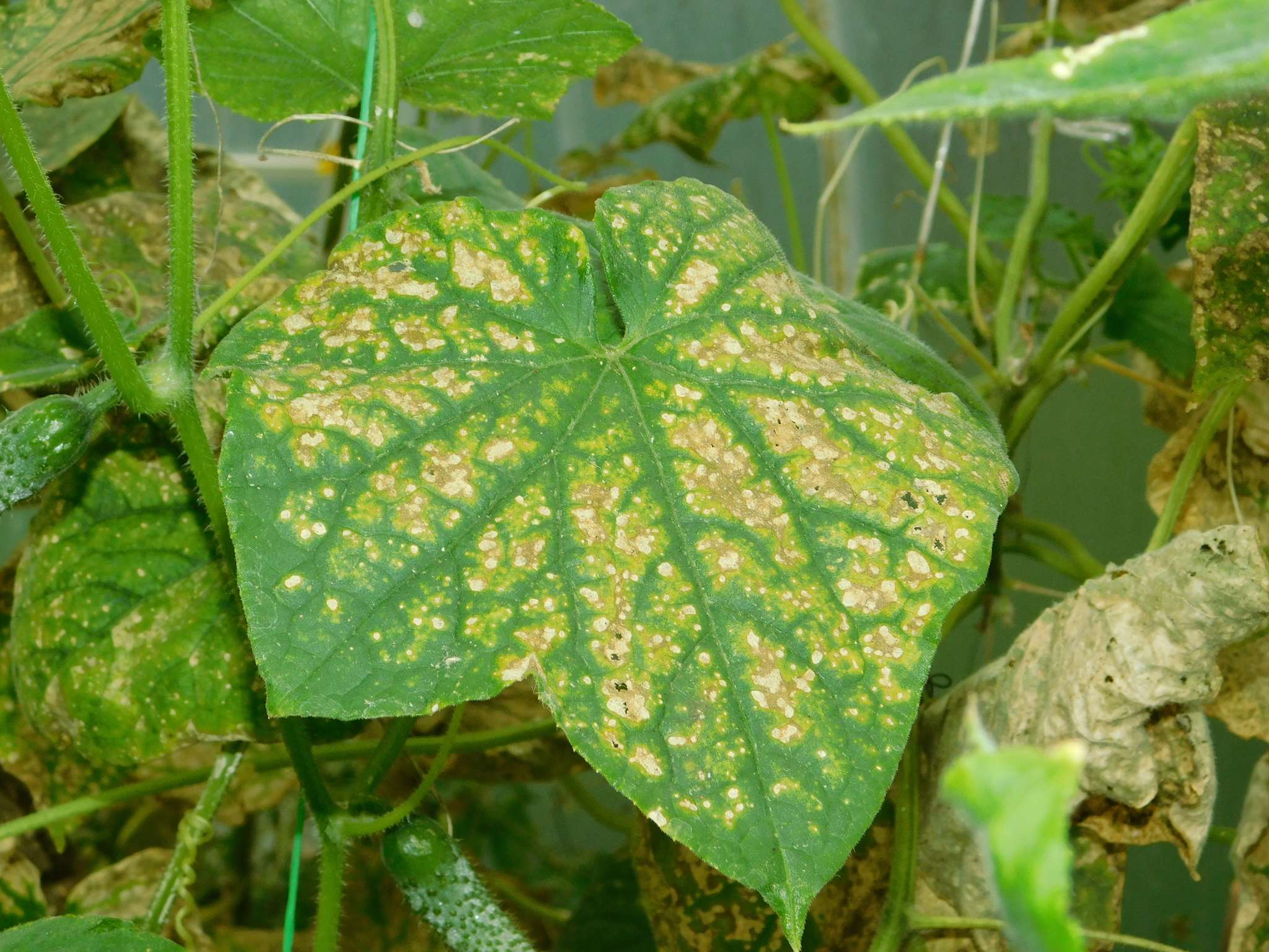 Cladosporium cucumerinum