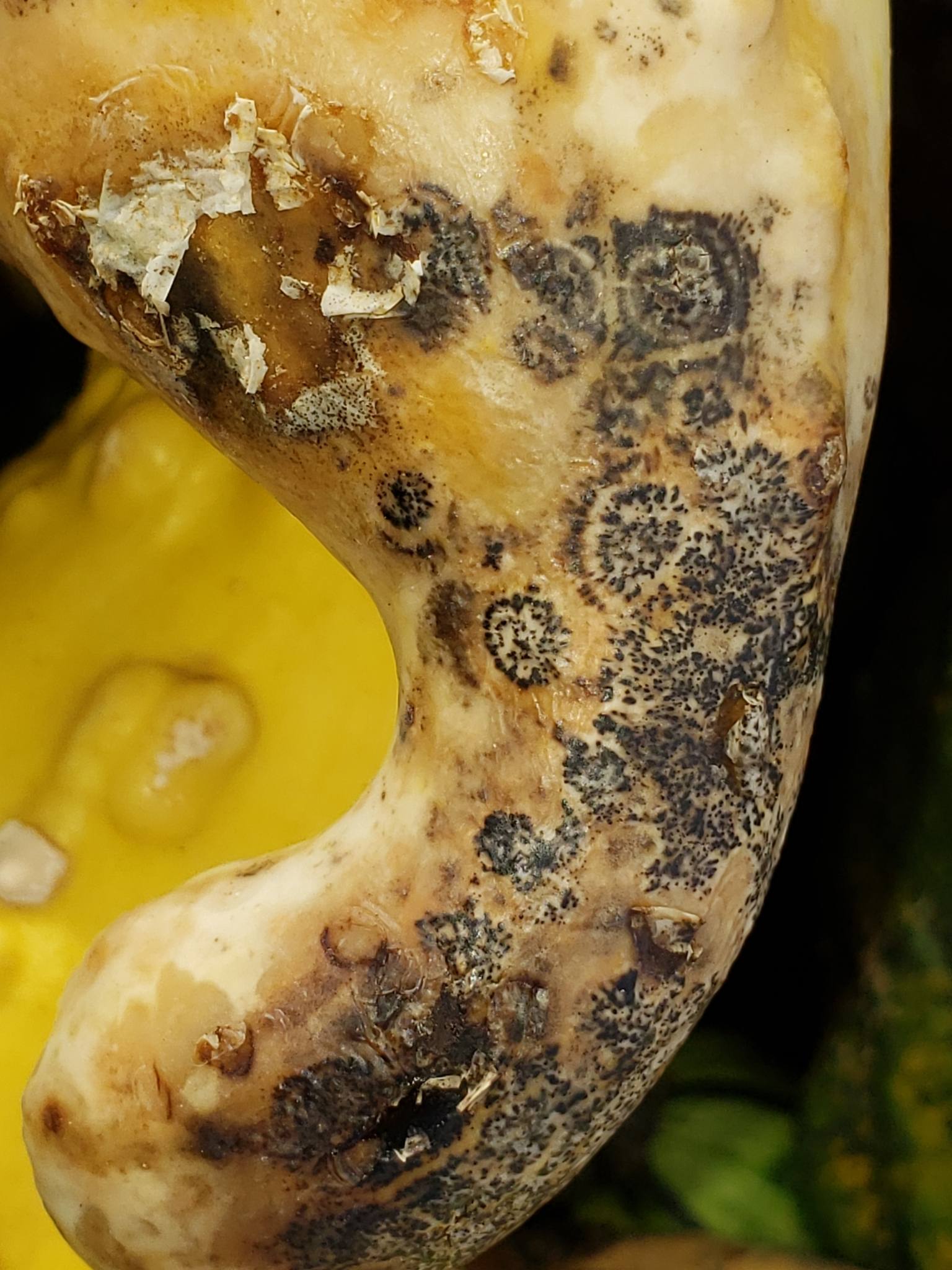 Cladosporium cucumerinum