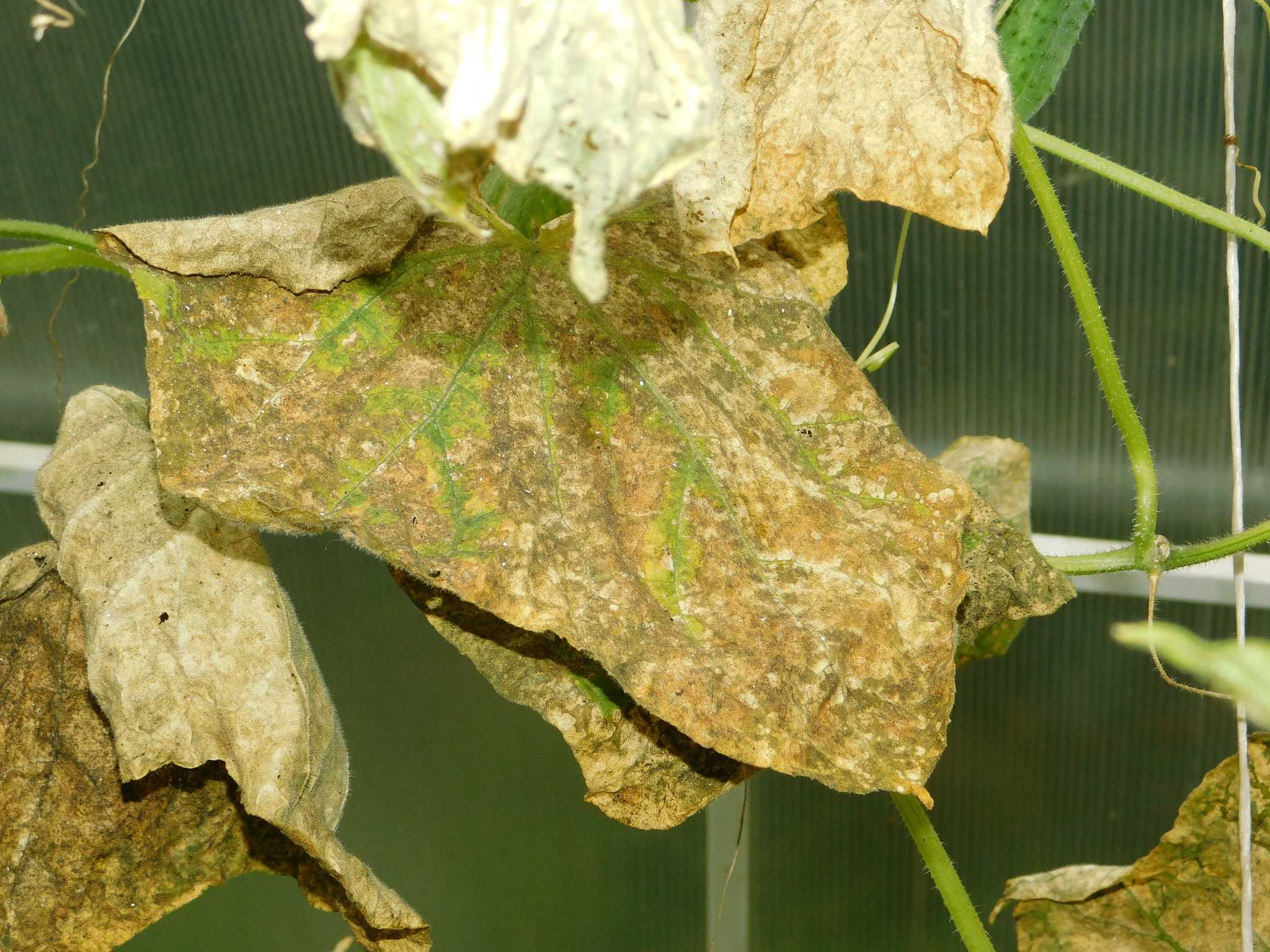 Cladosporium cucumerinum