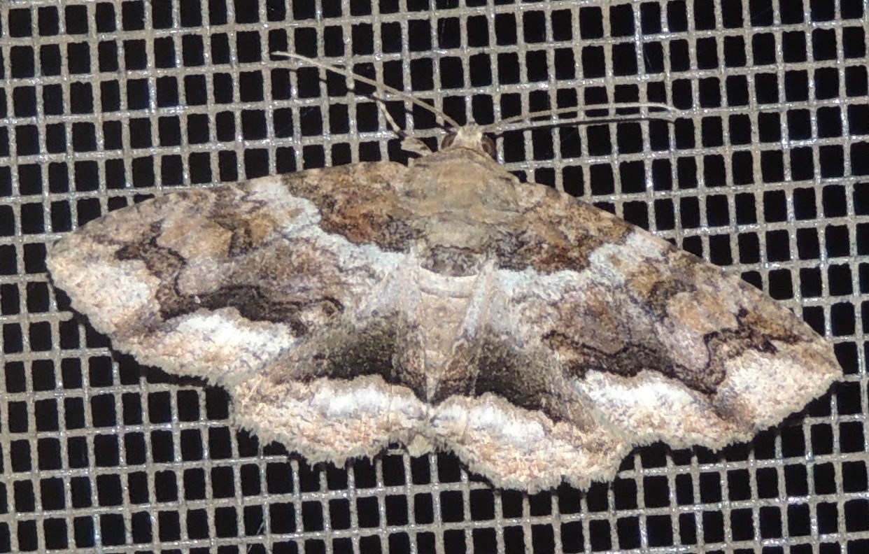 Galba