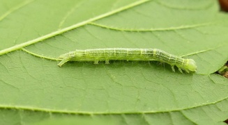 Galba