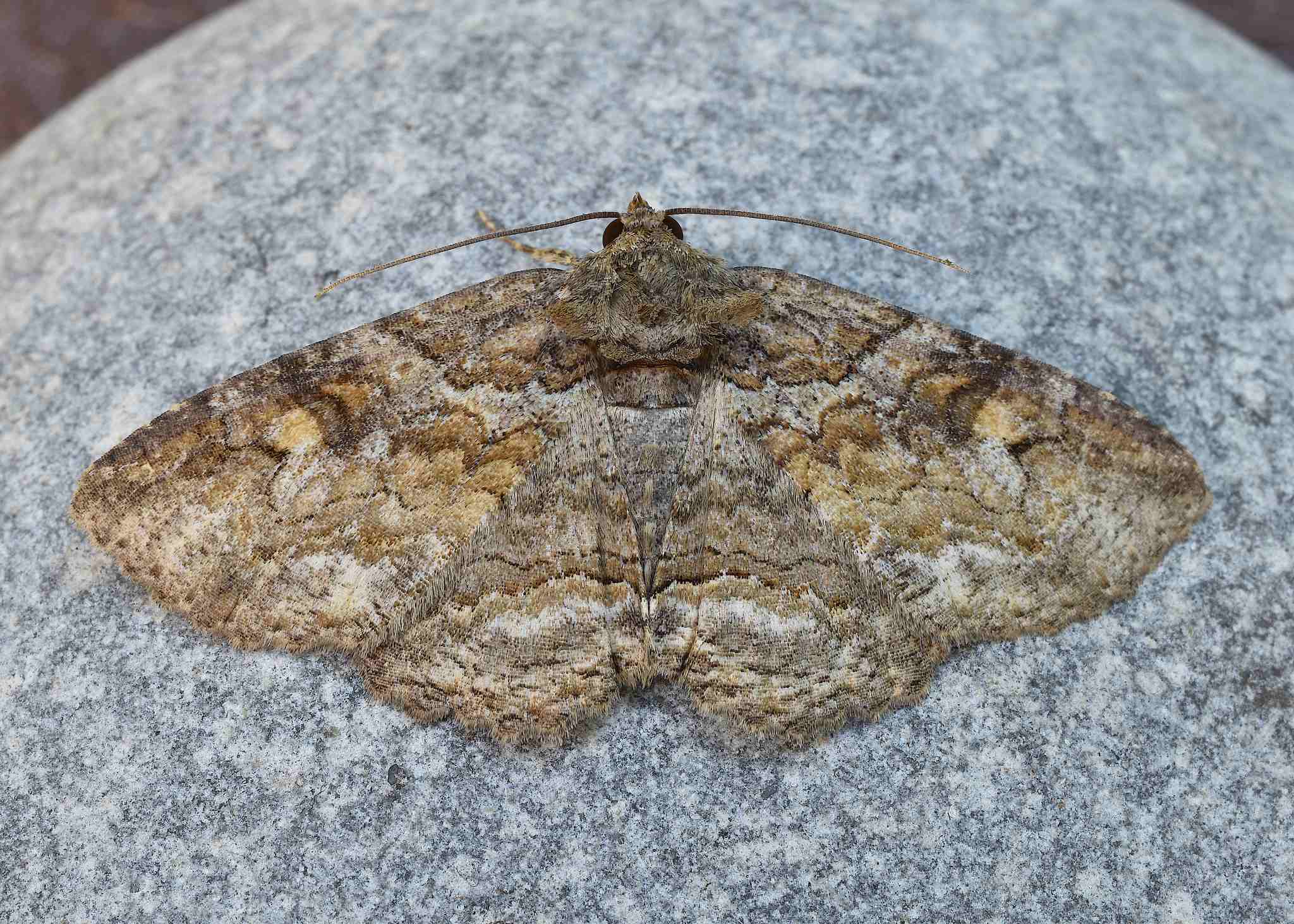 Galba