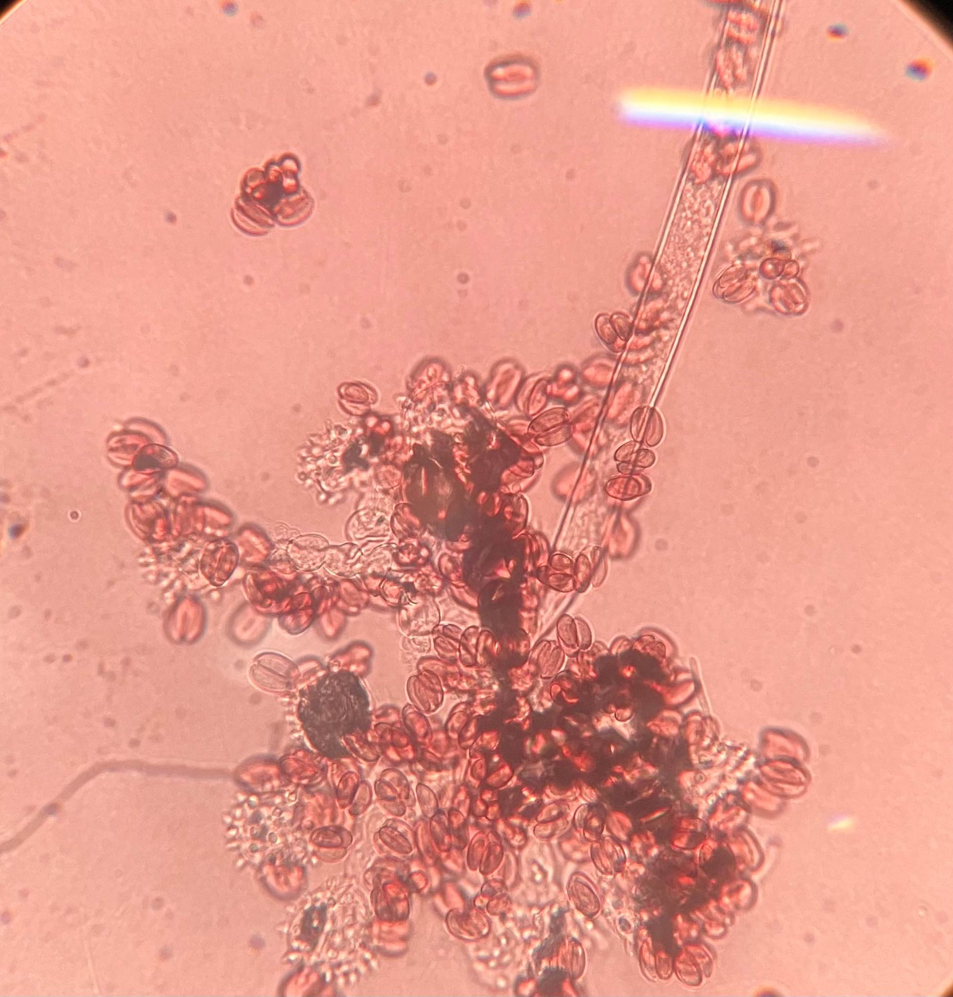 Blakeslea trispora