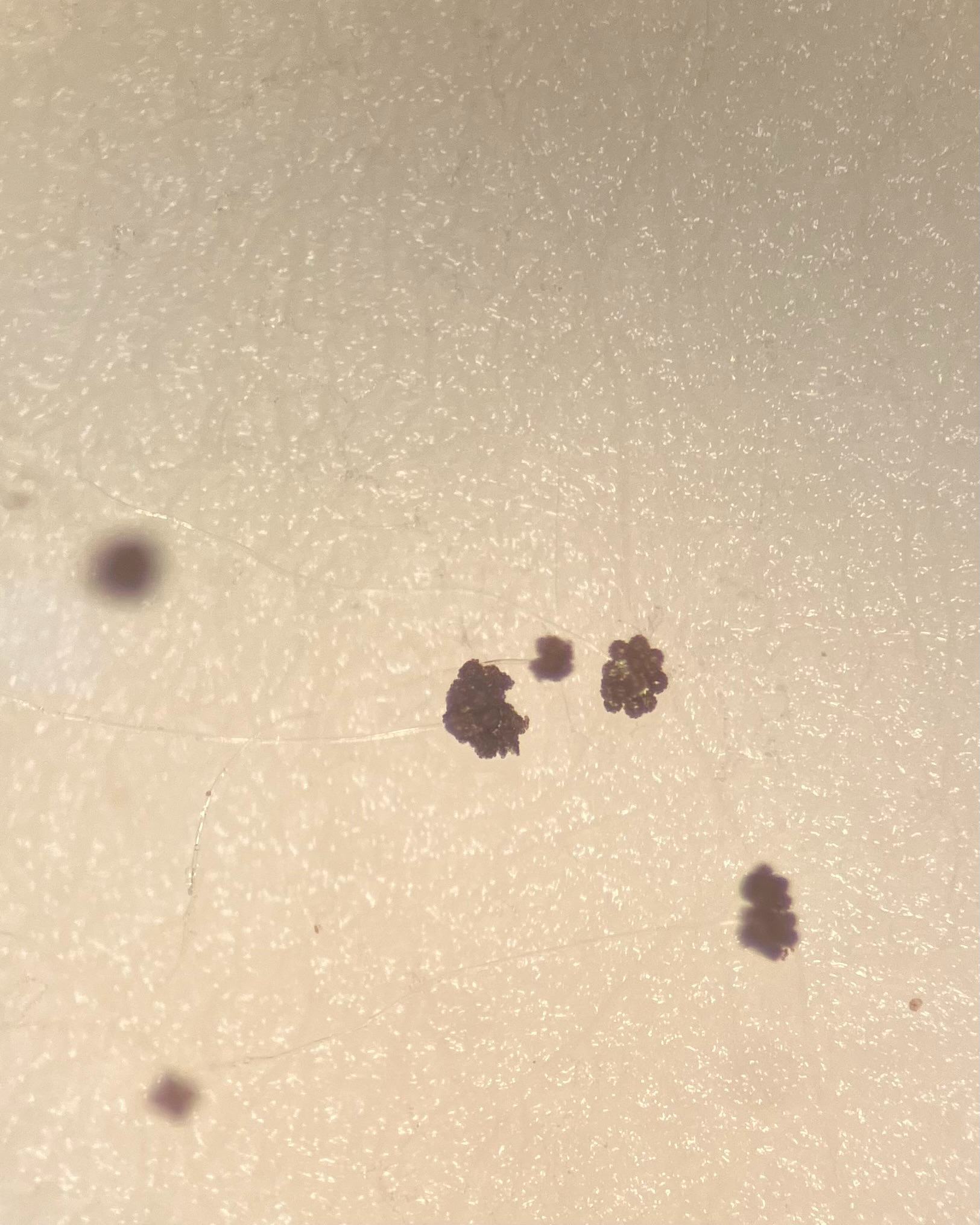 Blakeslea trispora