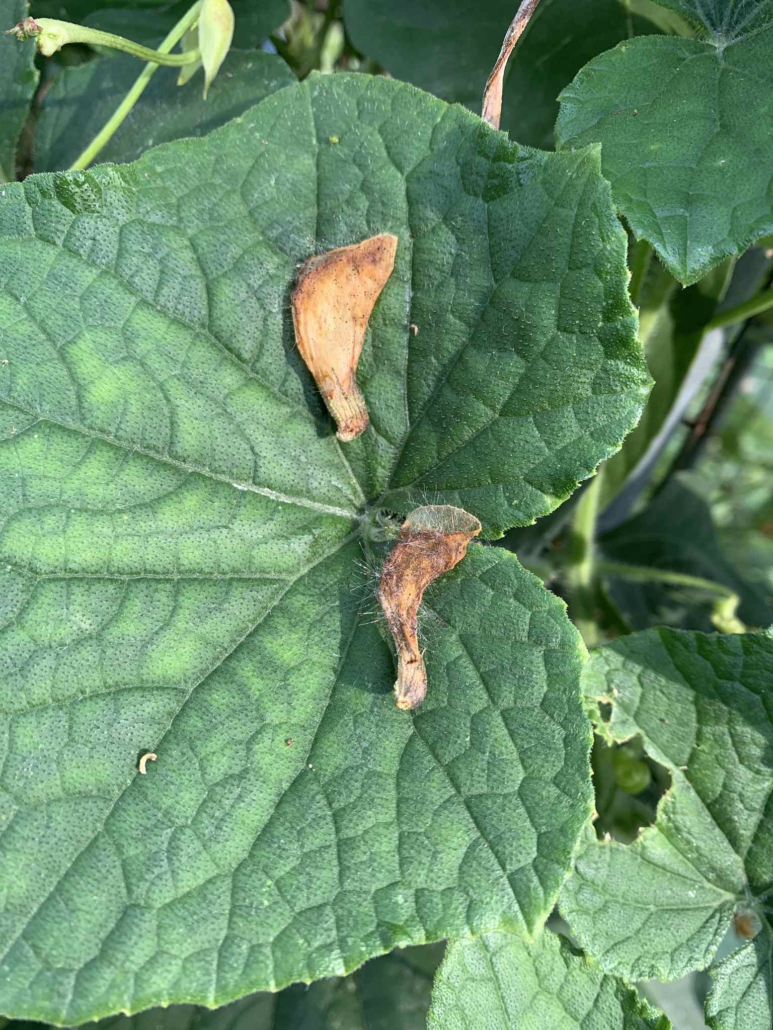 Blakeslea trispora