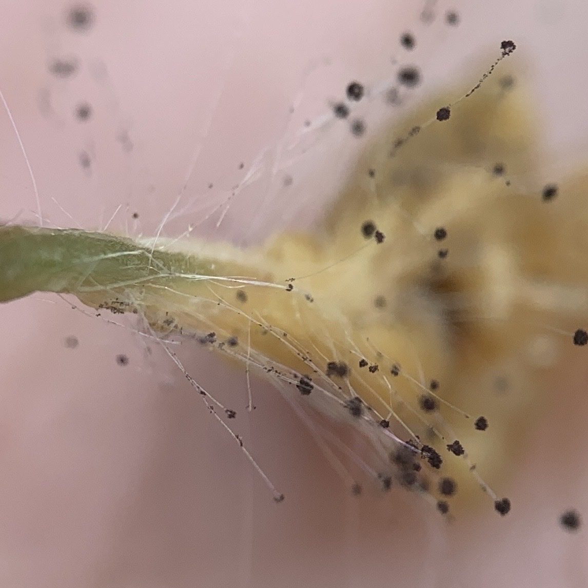 Blakeslea trispora