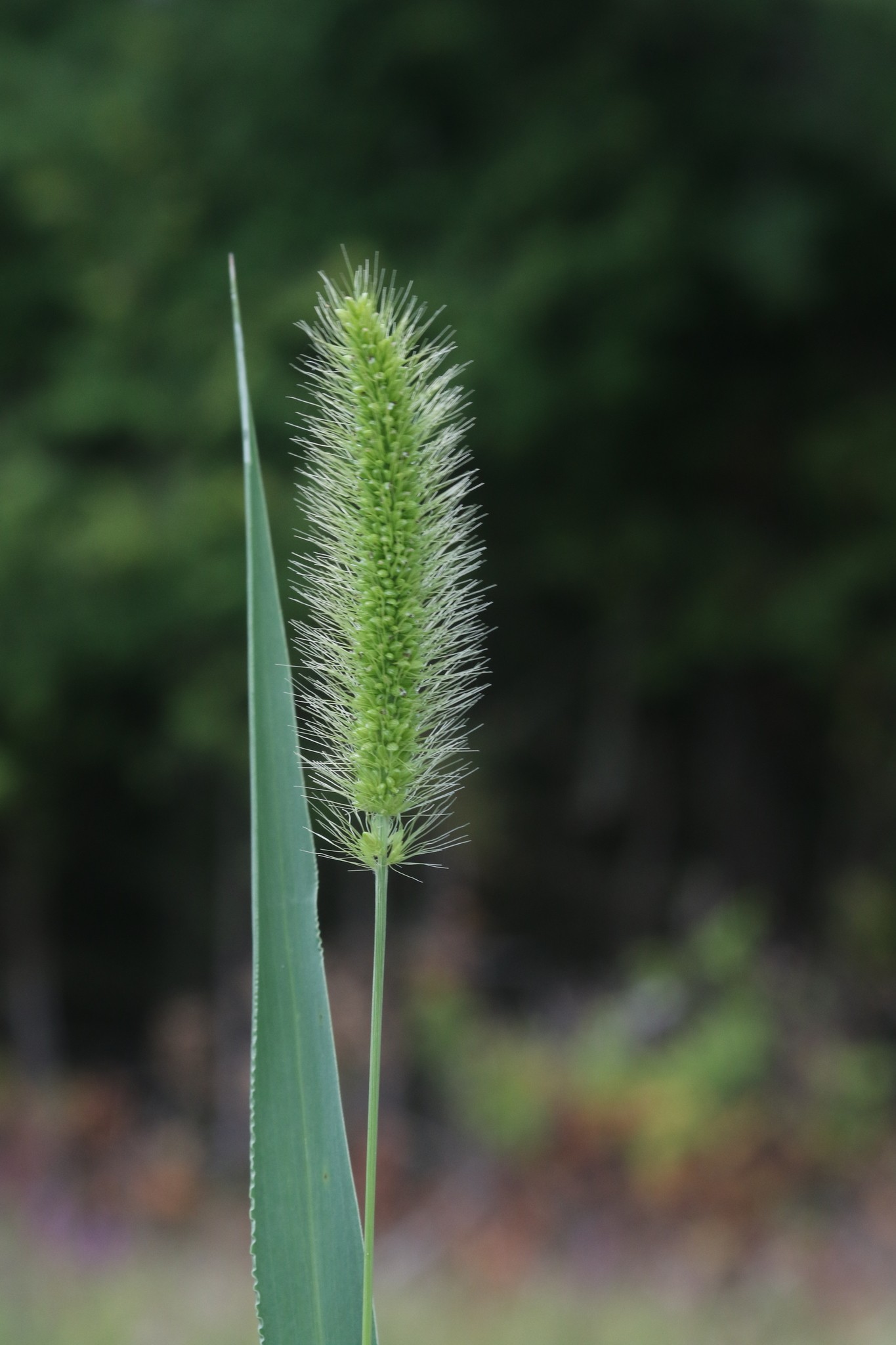 Setaria viridis