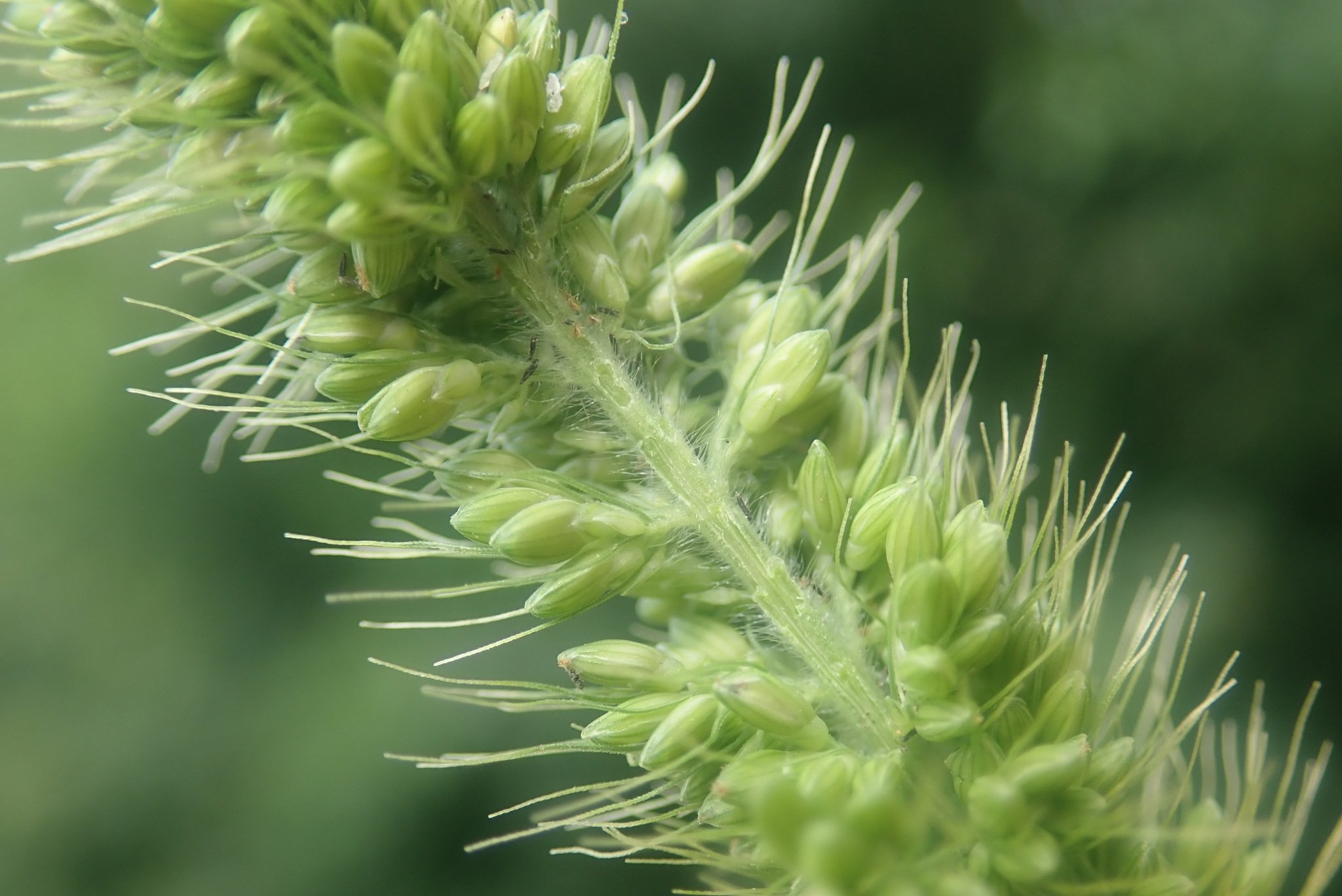 Setaria viridis