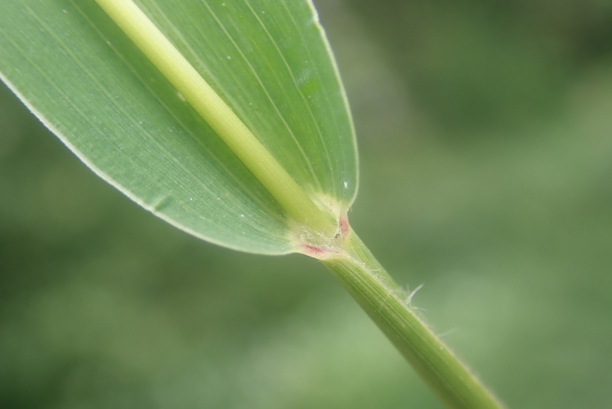 Setaria viridis
