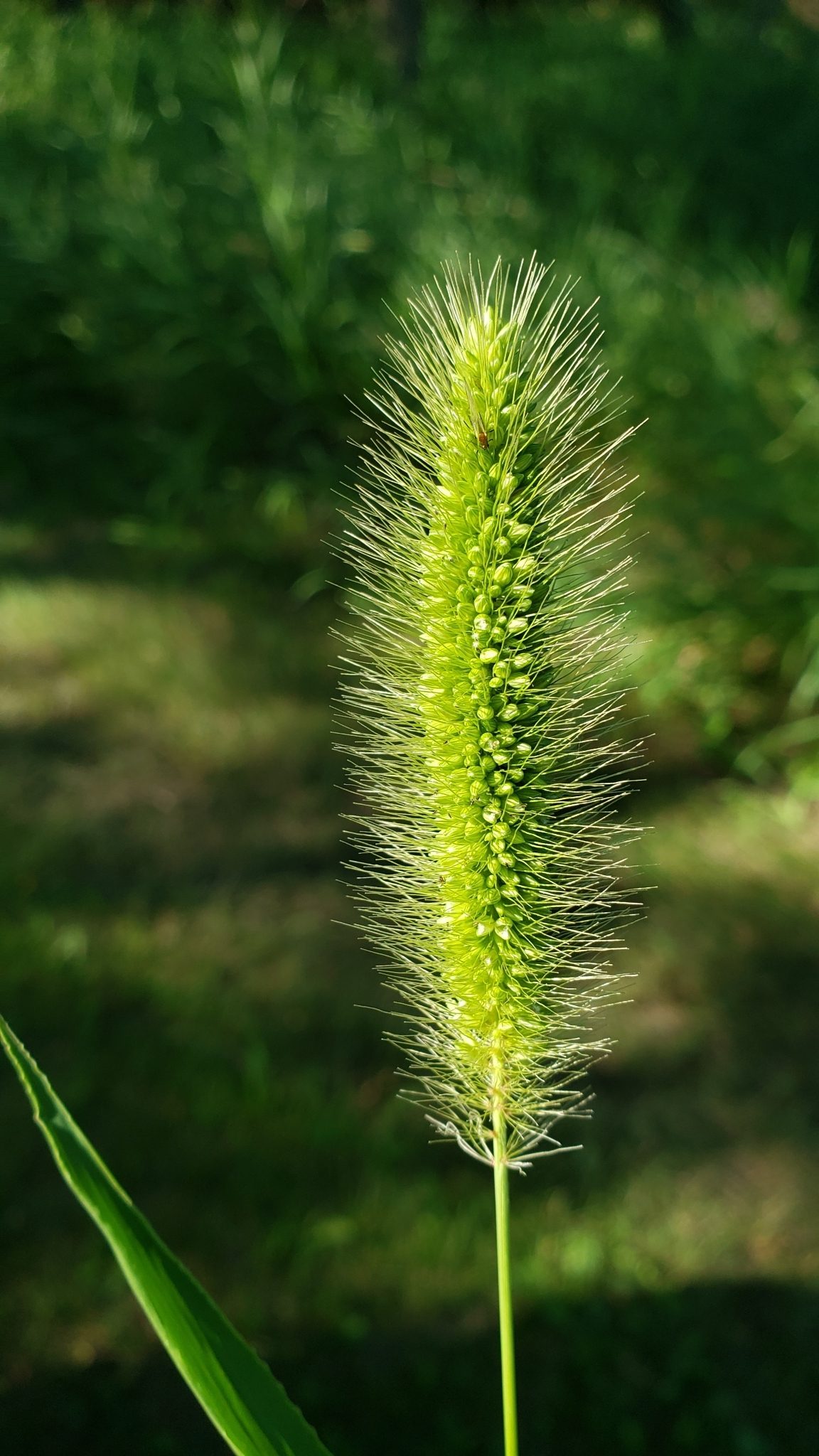 Setaria viridis