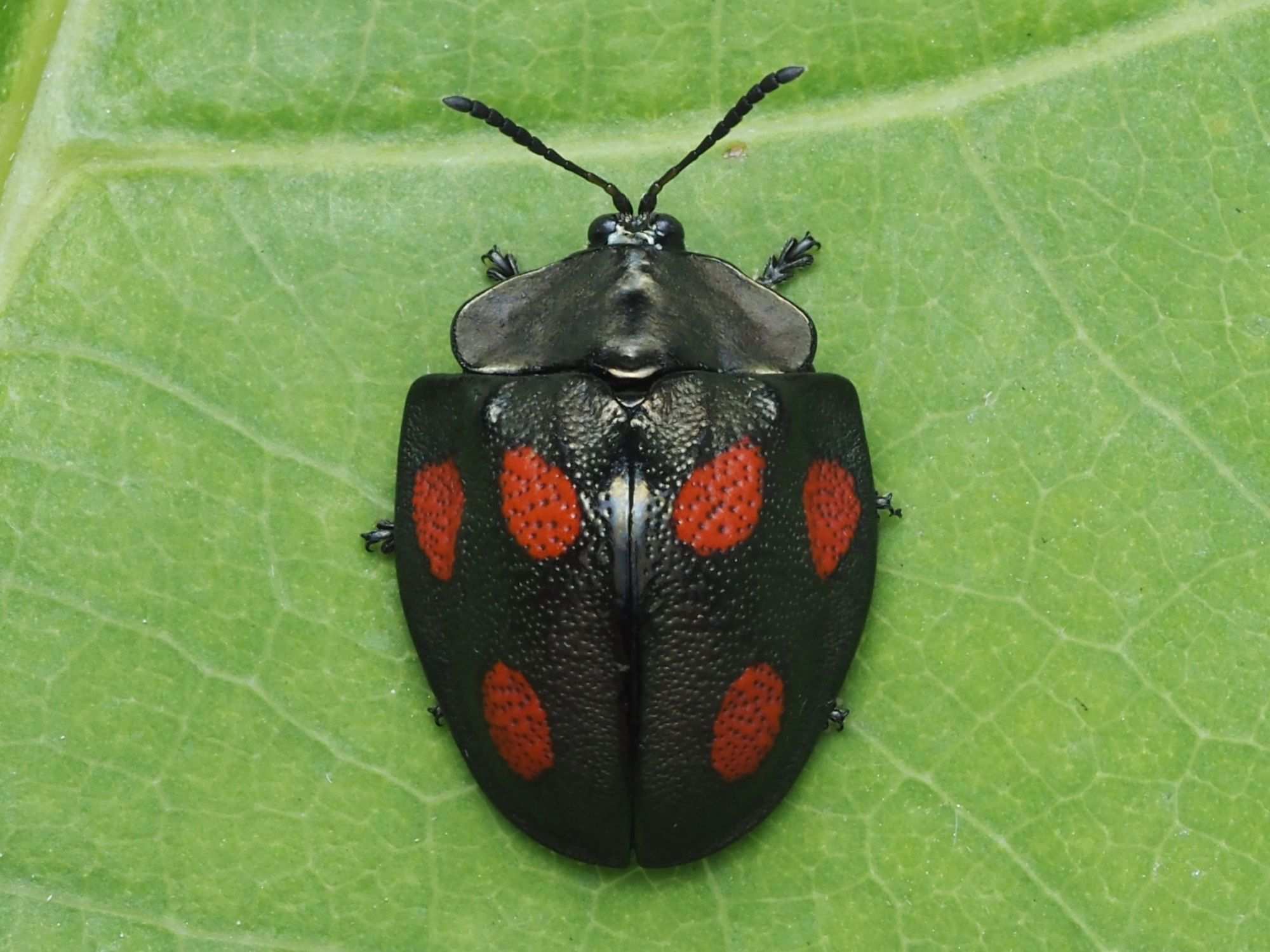 Cyrtonota tristigma