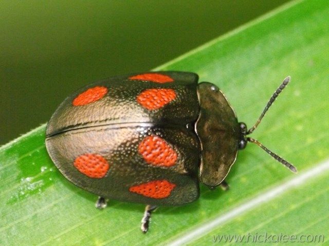 Cyrtonota tristigma