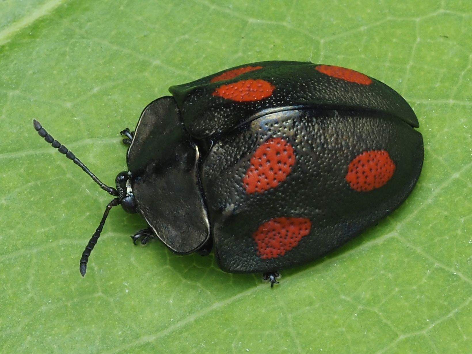 Cyrtonota tristigma