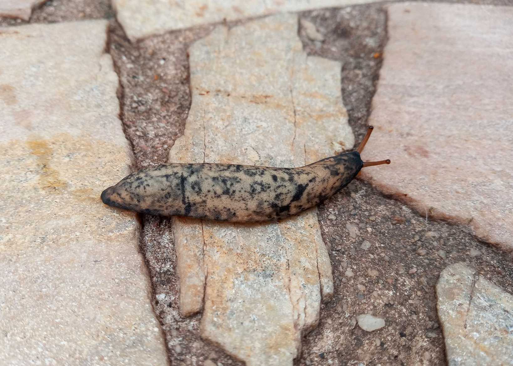 Sarasinula linguaeformis