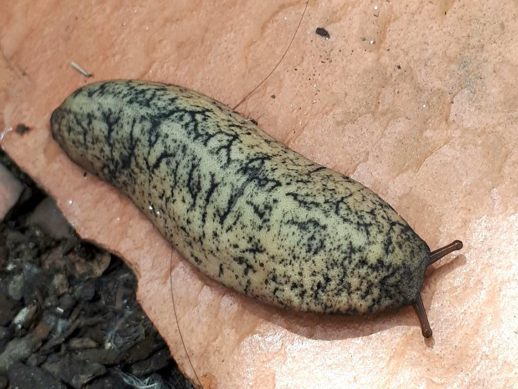 Sarasinula linguaeformis