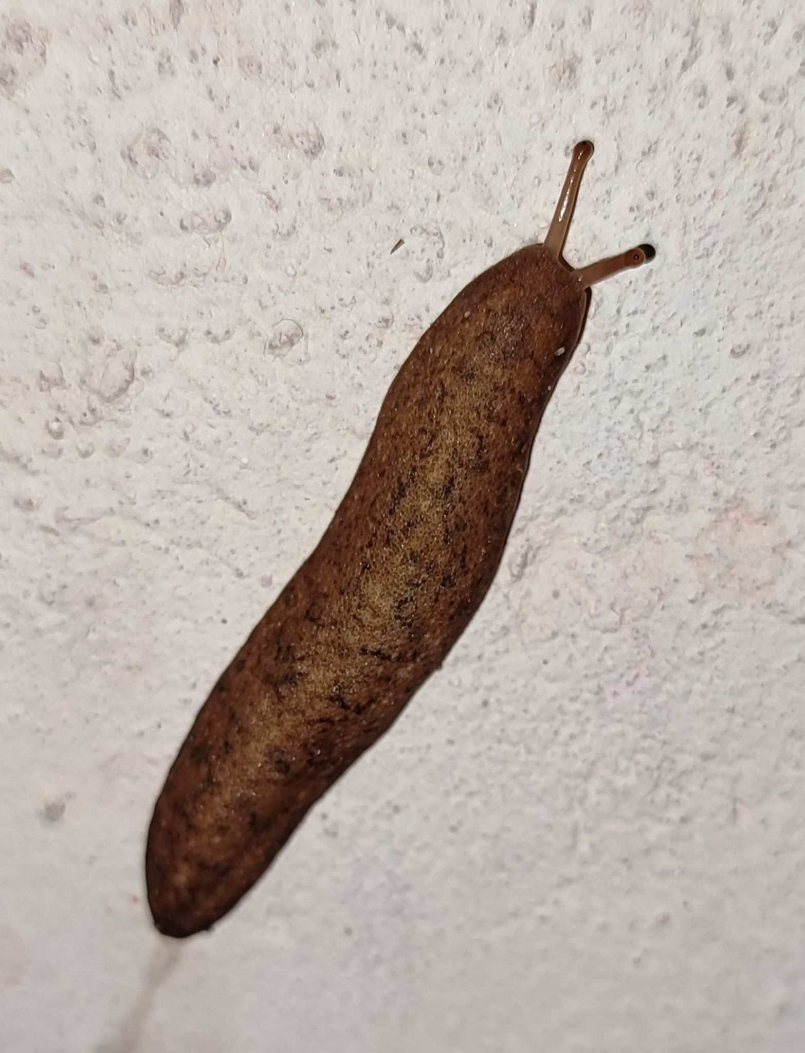 Sarasinula linguaeformis