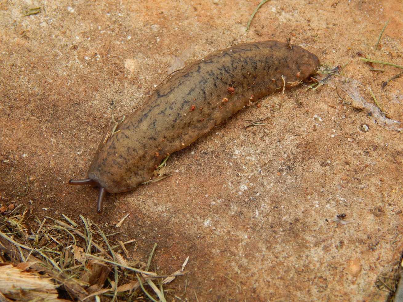 Sarasinula linguaeformis