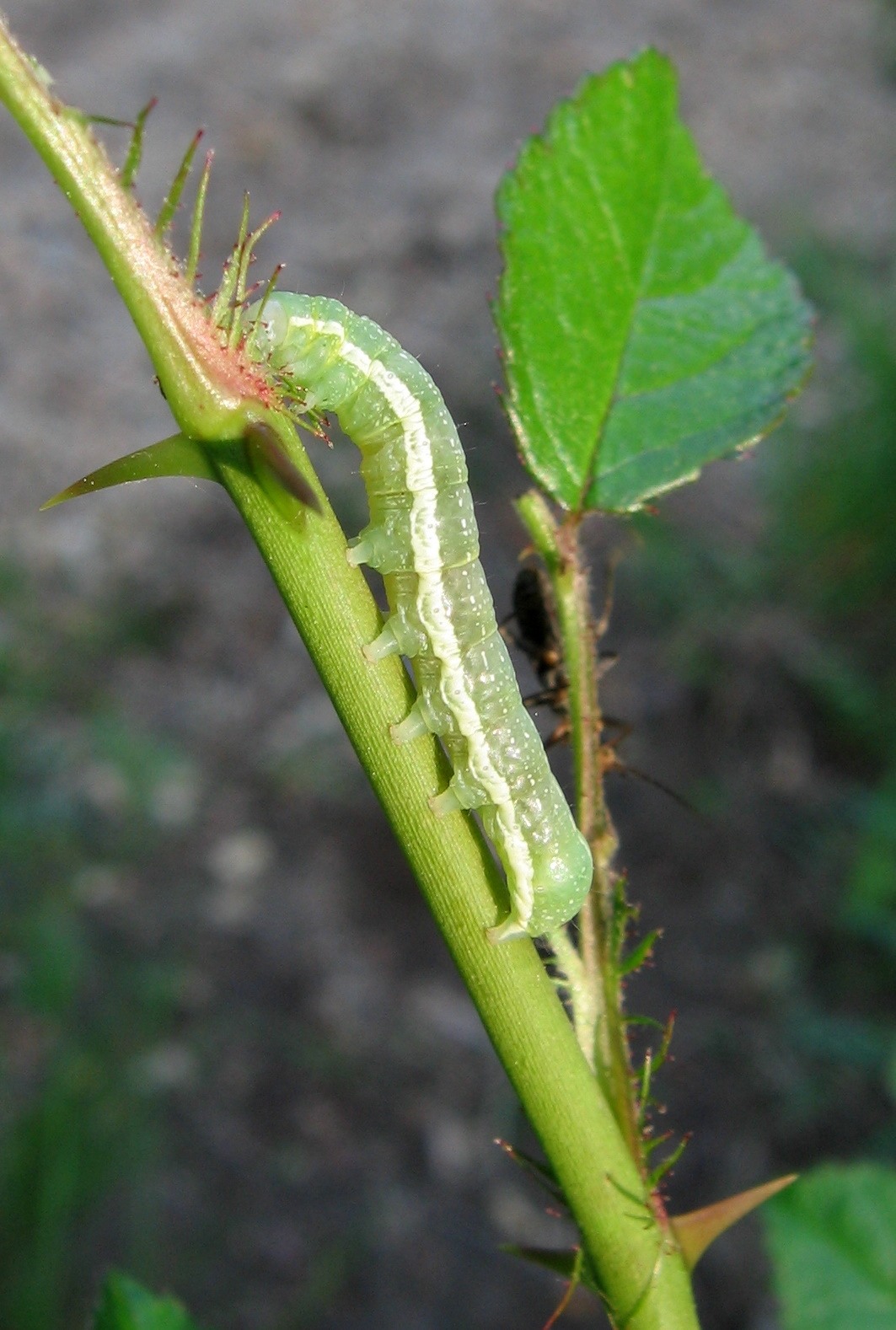 Lithophane antennata
