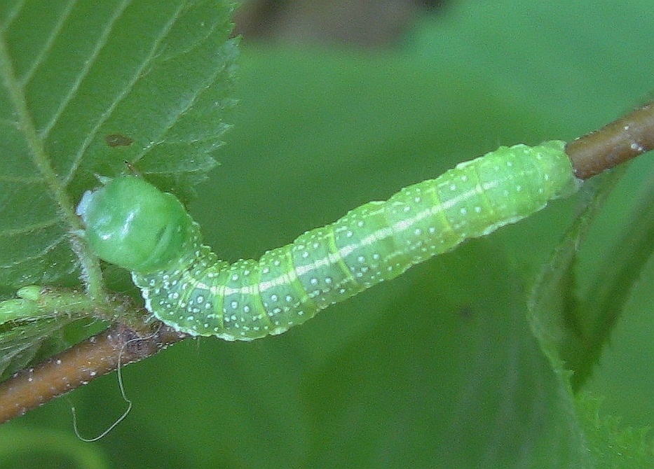 Lithophane antennata