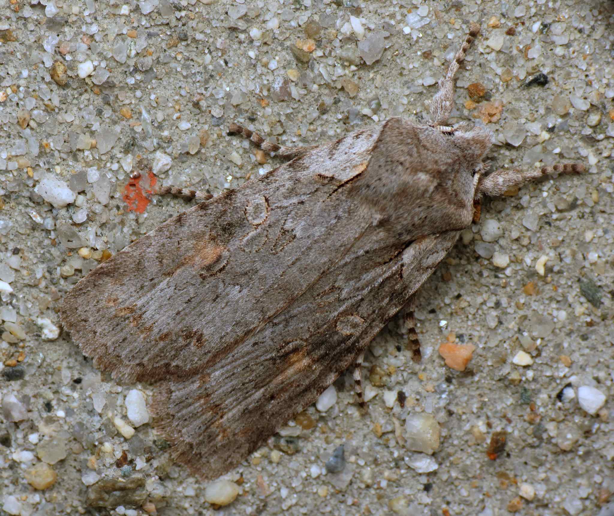 Lithophane antennata