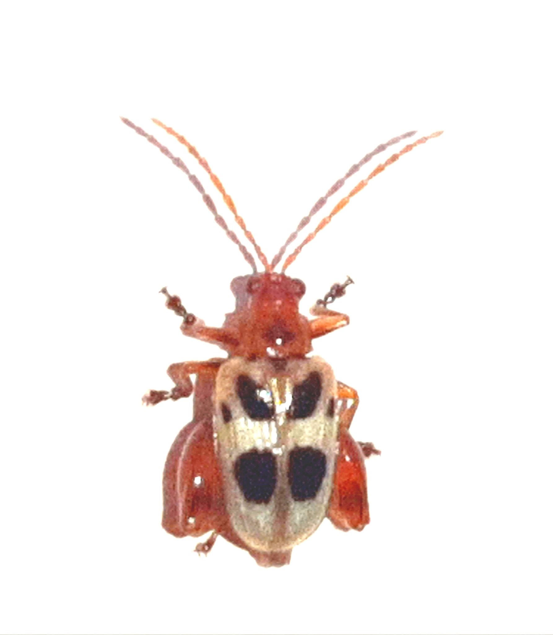 Allochroma