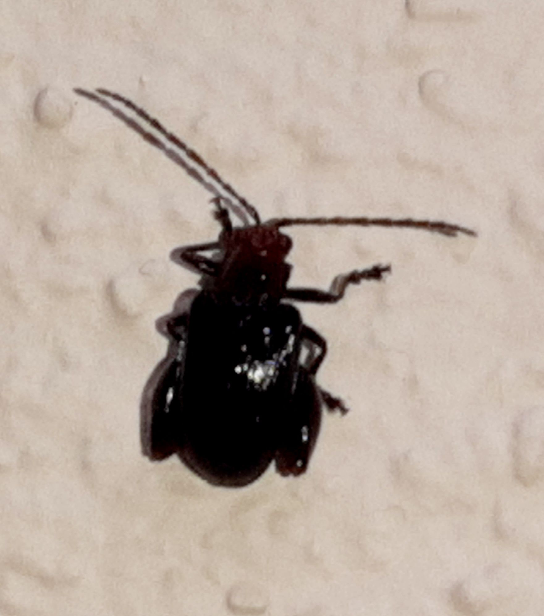 Allochroma