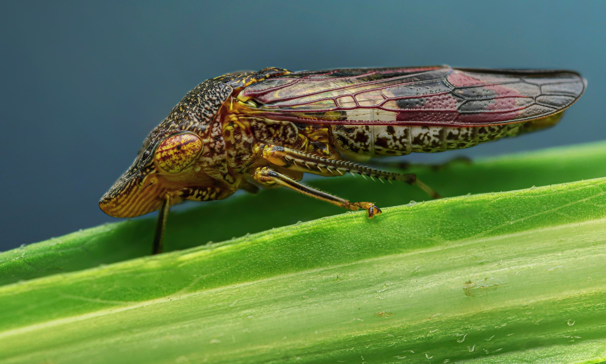 Homalodisca vitripennis
