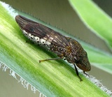 Homalodisca vitripennis
