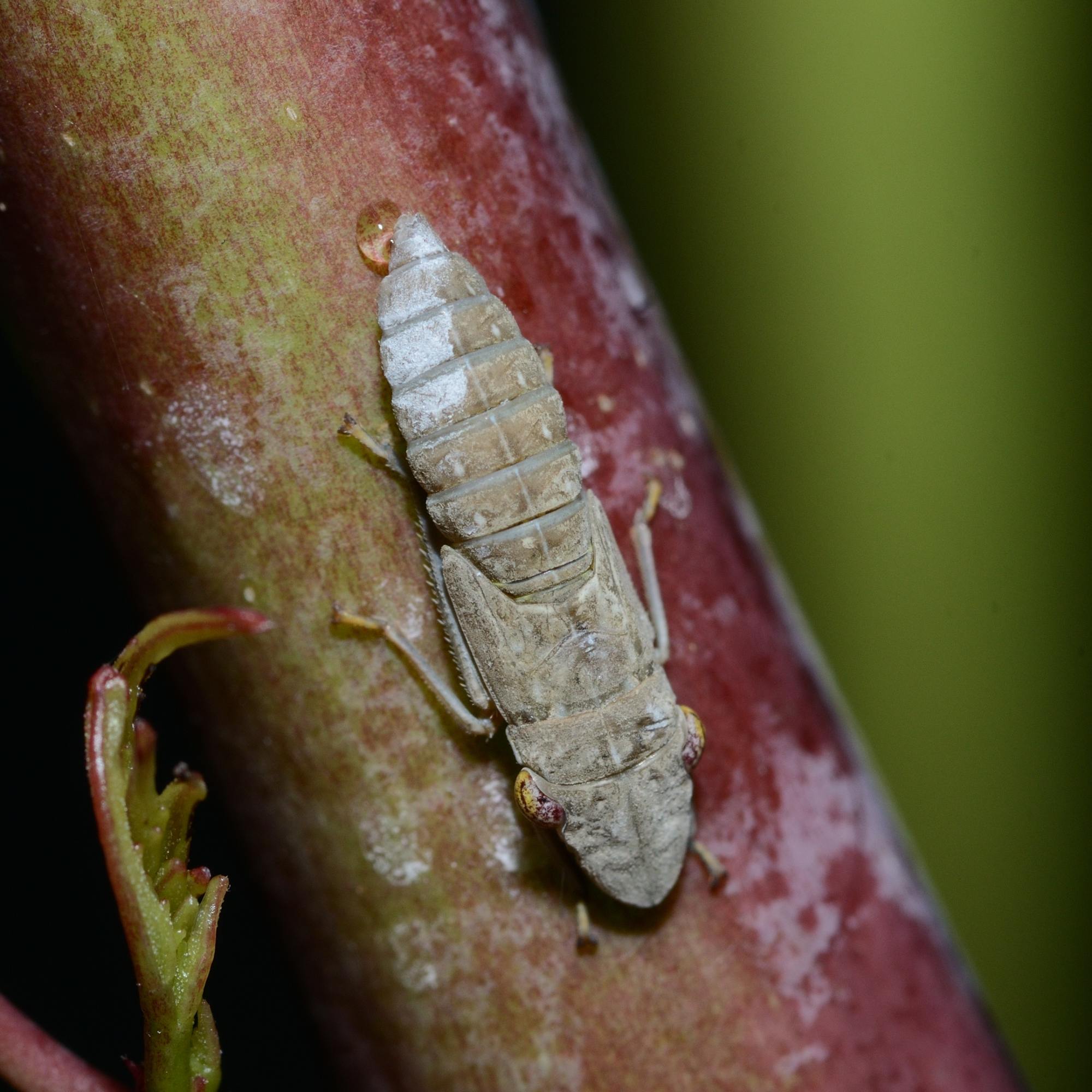 Homalodisca vitripennis