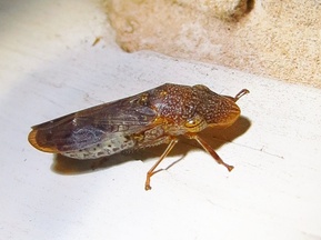 Homalodisca vitripennis