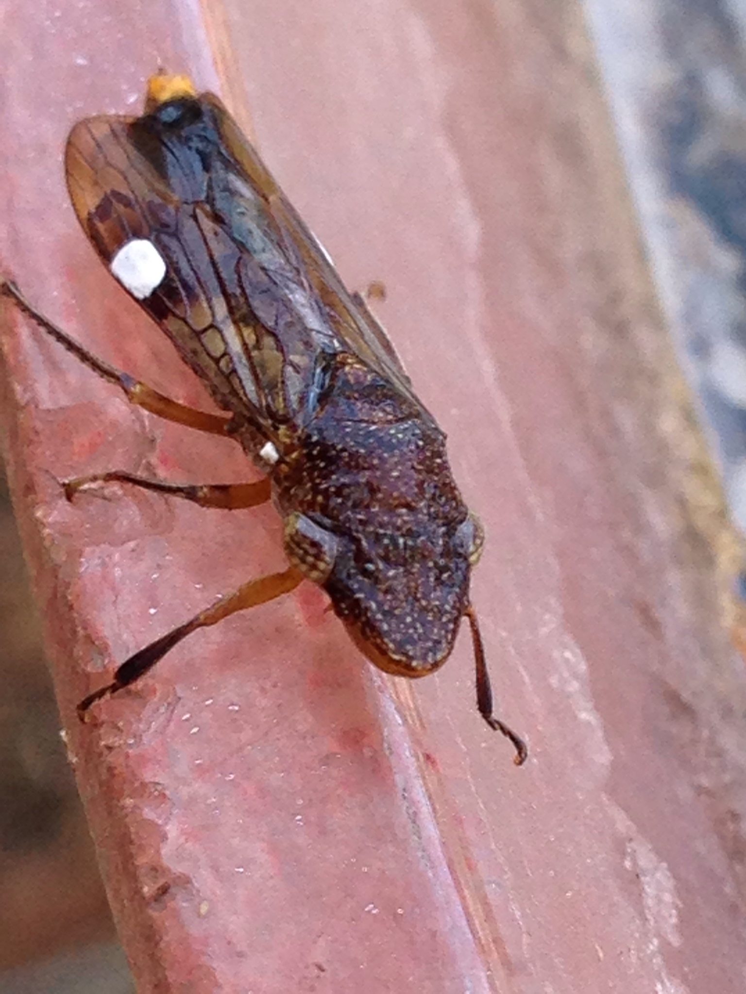 Homalodisca vitripennis