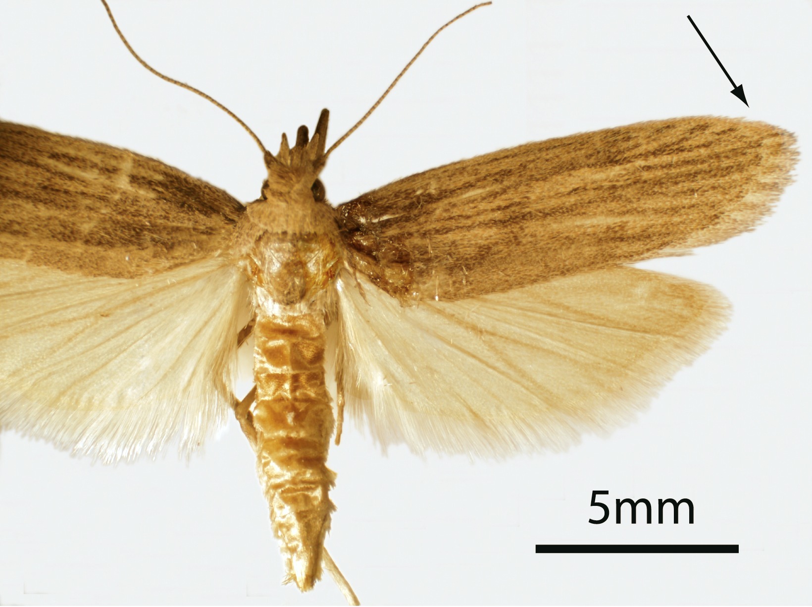 Corcyra cephalonica