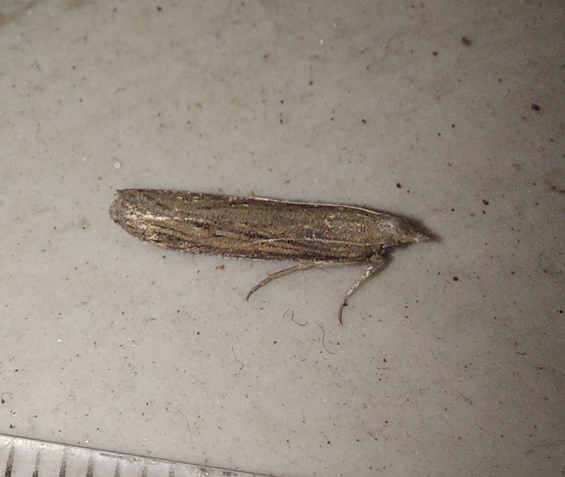 Corcyra cephalonica