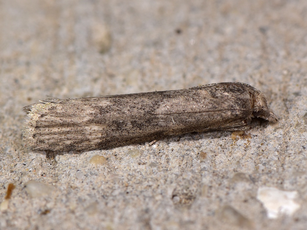 Corcyra cephalonica
