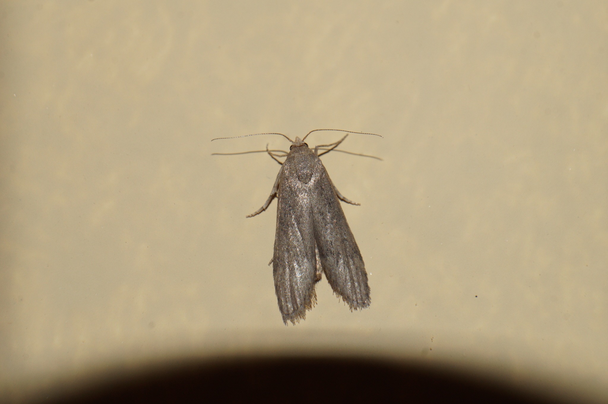 Corcyra cephalonica
