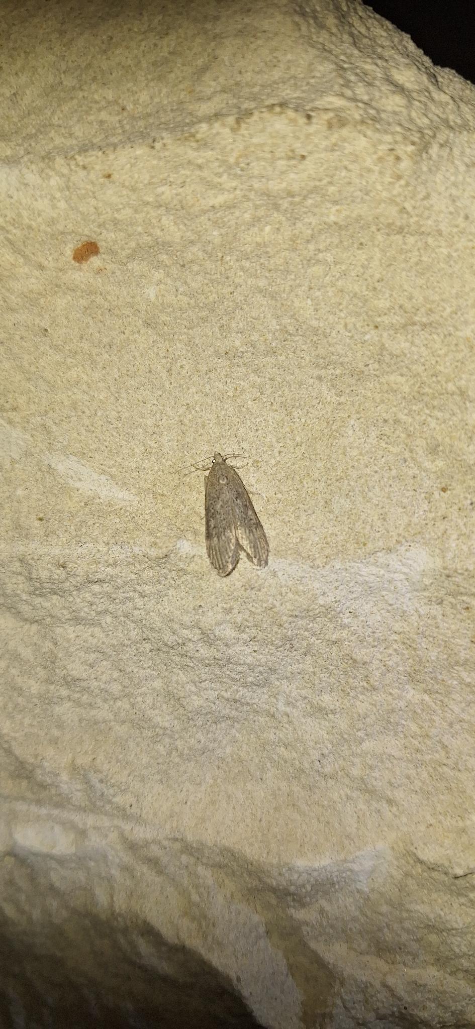 Corcyra cephalonica