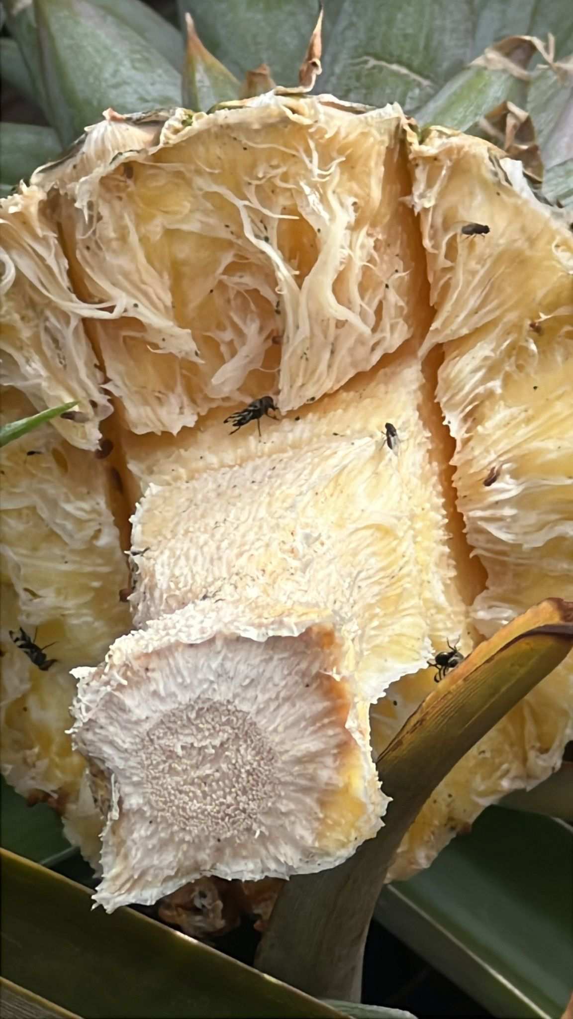 Euxesta stigmatias