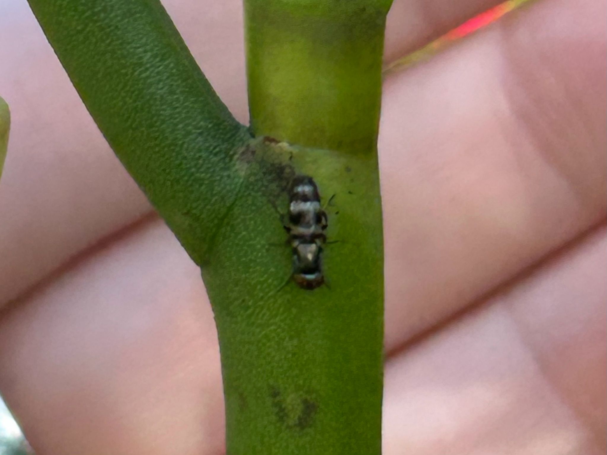 Euxesta stigmatias