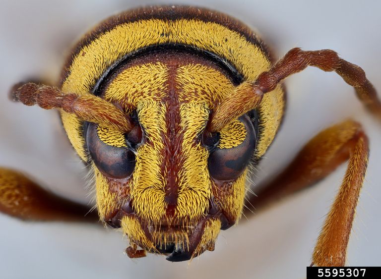 Xylotrechus chinensis