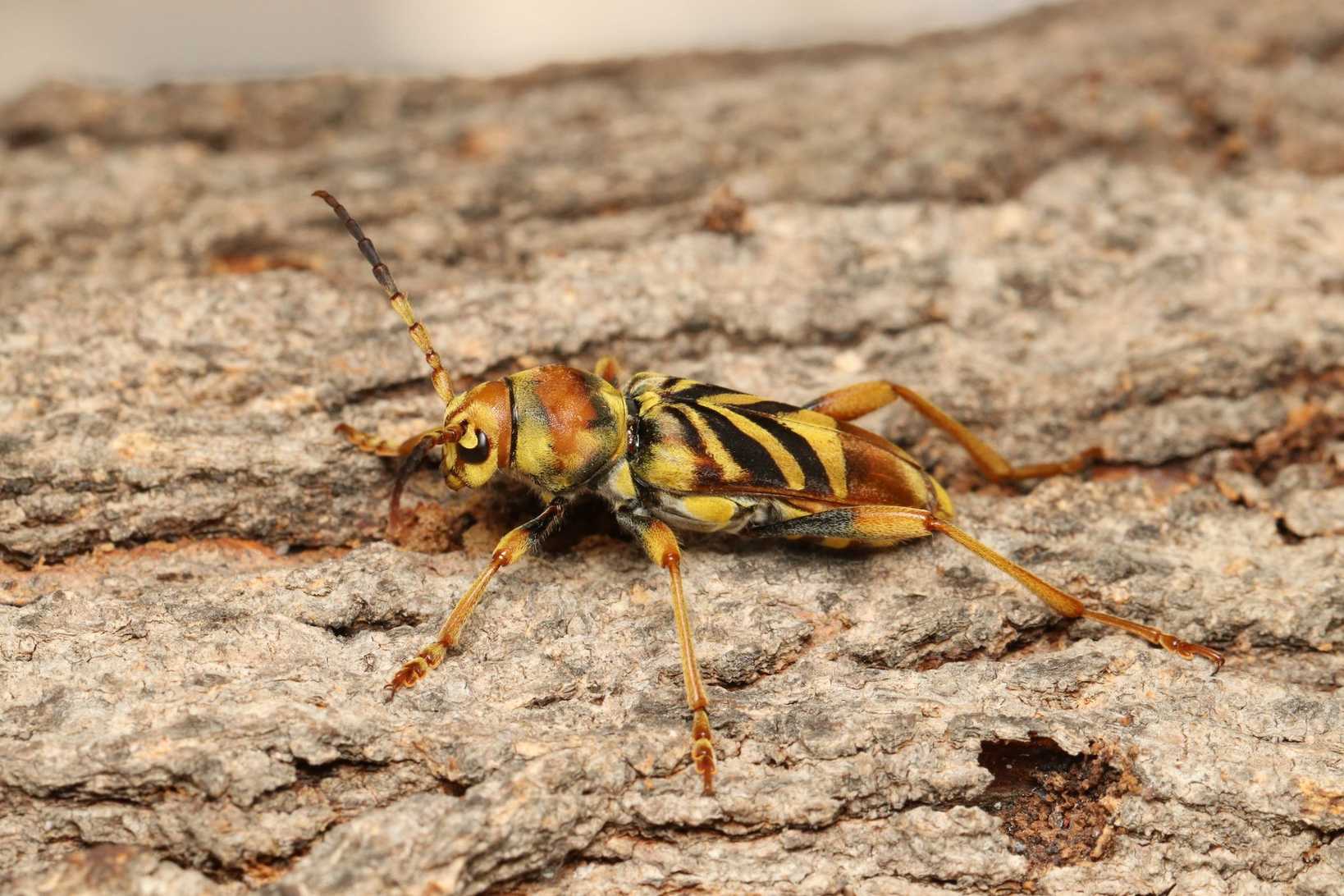 Xylotrechus chinensis