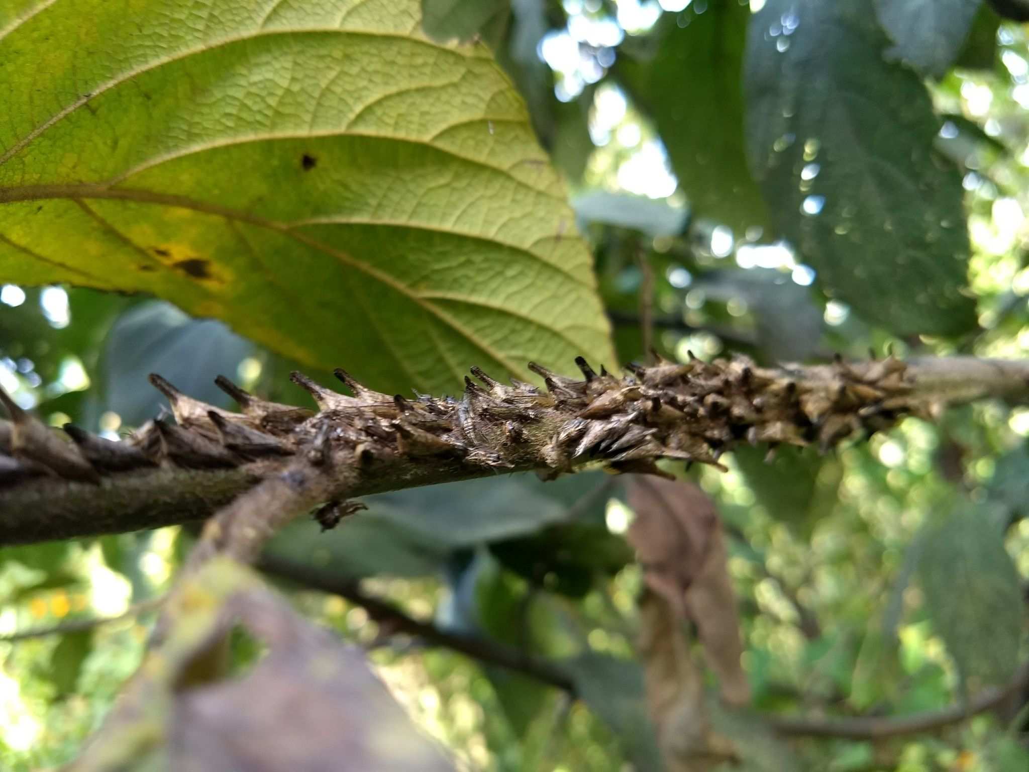 Aconophora laminata